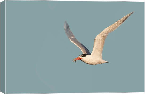 Catch of the Day - Caspian Tern with Fish Canvas Print by Ram Vasudev