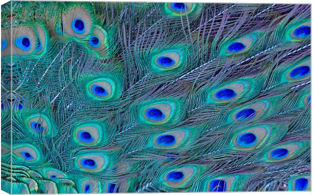 Peacock Feathers Canvas Print by Ram Vasudev