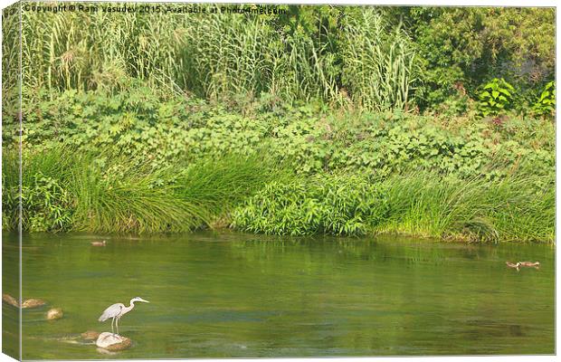  Urban Wildlife Habitat - Los Angeles River Canvas Print by Ram Vasudev