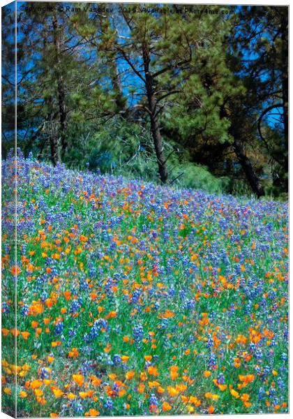 Wildflower Meadow - Figueroa Mountains California Canvas Print by Ram Vasudev