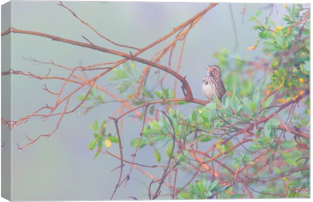 Song sparrow in fog Canvas Print by Ram Vasudev