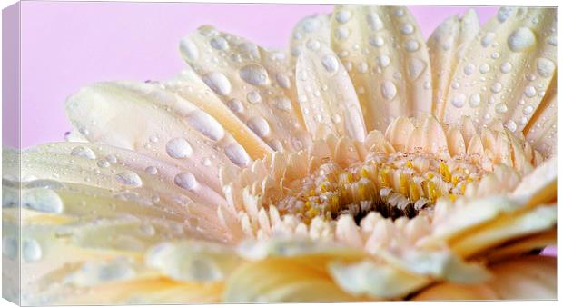 Cream gerbera with water droplets Canvas Print by Rachael Drake