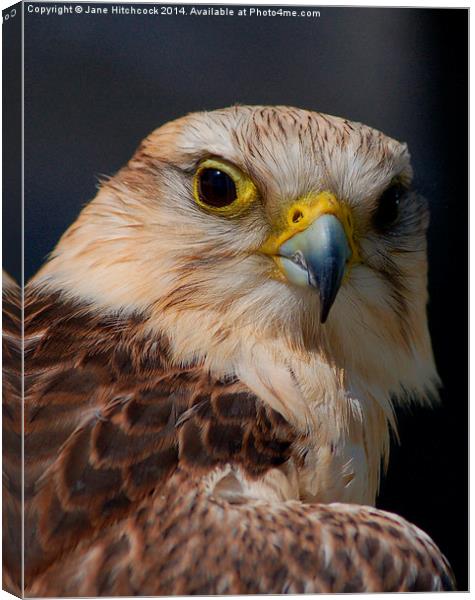 Peregrin Falcon Canvas Print by Jane Hitchcock