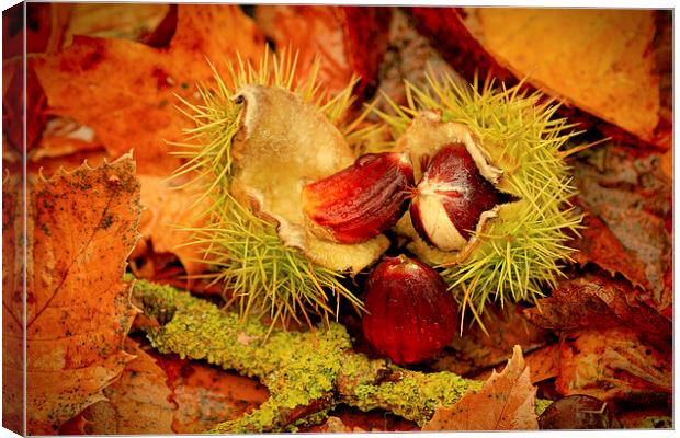 Sweet Chestnuts Canvas Print by Mandy Hedley