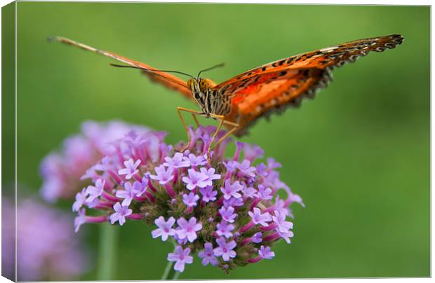 Monarch Butterfly on purple flower Canvas Print by Susan Sanger