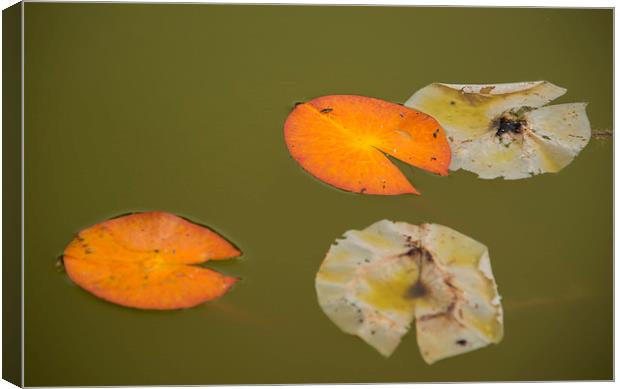 Lily Pads Canvas Print by Susan Sanger