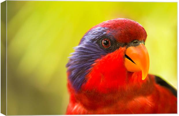Chattering Lory Canvas Print by Susan Sanger