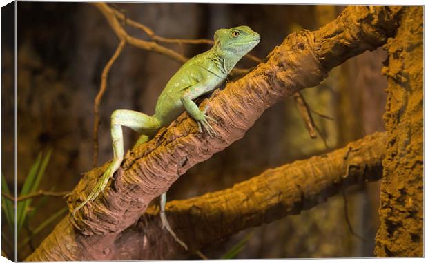 Plumed Basilisk Reptile Canvas Print by Susan Sanger