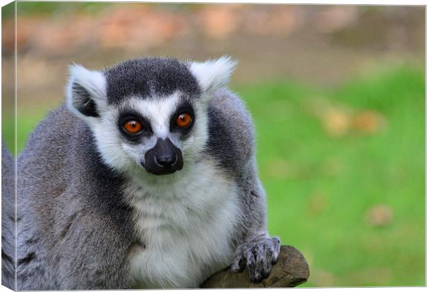 Close up of ring tailed lemur Canvas Print by Susan Sanger