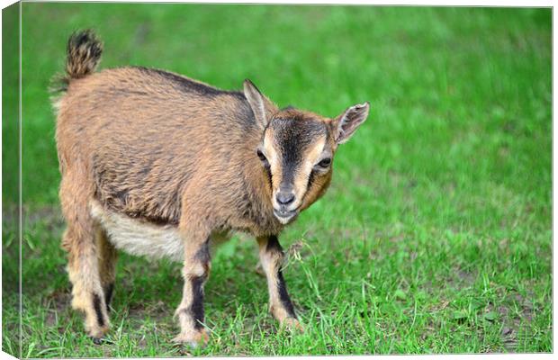 baby goat Canvas Print by Susan Sanger