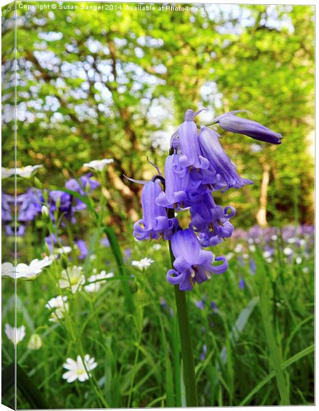 Close up of bluebell flower Canvas Print by Susan Sanger