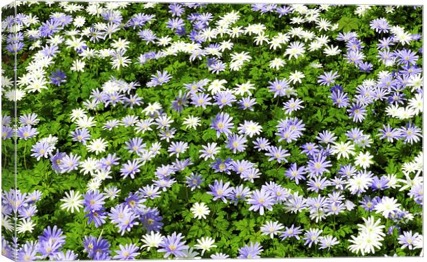 Blue and white daisies Canvas Print by Susan Sanger