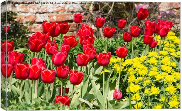 Red Tulips Canvas Print by Susan Sanger
