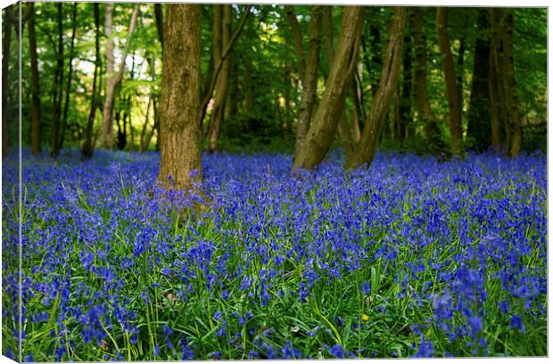 Bluebell Forest Canvas Print by Susan Sanger