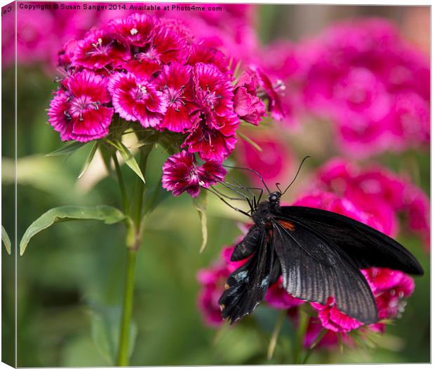 Black butterfly on pink flowers Canvas Print by Susan Sanger