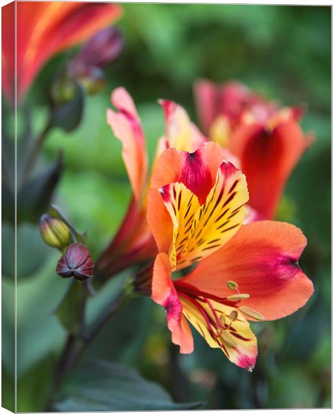 Dwarf Lily Canvas Print by Susan Sanger