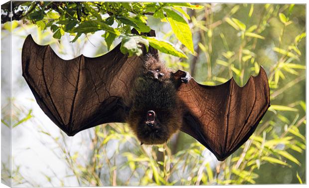 Male bat hanging upside down wings open Canvas Print by Susan Sanger