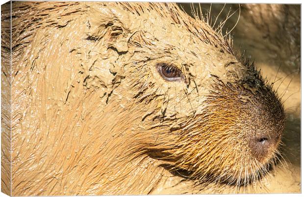 Muddy Capybara Canvas Print by Susan Sanger