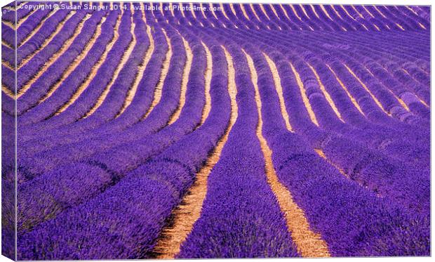 Lavender Fields Canvas Print by Susan Sanger