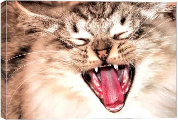 yawning cat Canvas Print by Susan Sanger