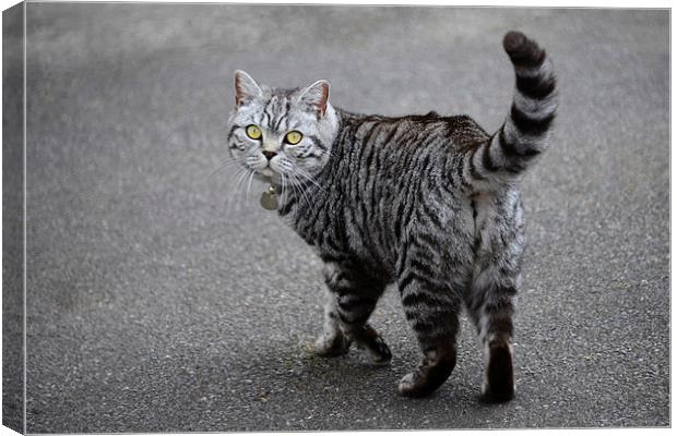 Grey tabby British Shorthair cat on driveway Canvas Print by Susan Sanger