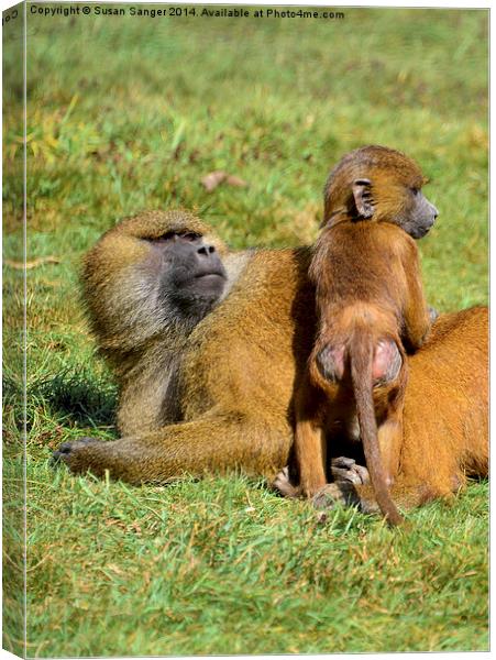 Monkey with baby Canvas Print by Susan Sanger