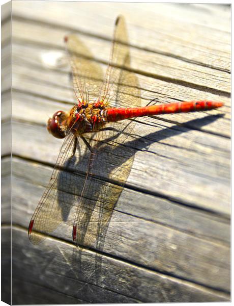 Close up of dragonfly Canvas Print by Susan Sanger