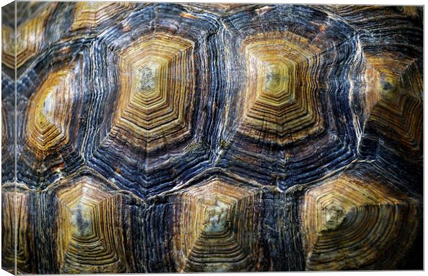 Back of a turtle Canvas Print by Susan Sanger