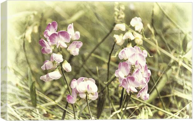 Dreamy wild orchids Canvas Print by Susan Sanger