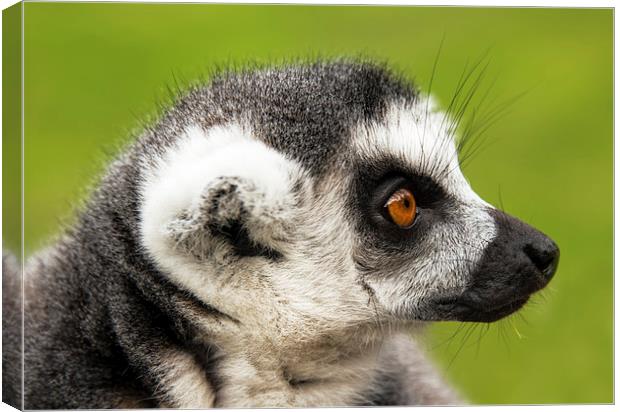 Close up of ring-tailed lemur Canvas Print by Susan Sanger