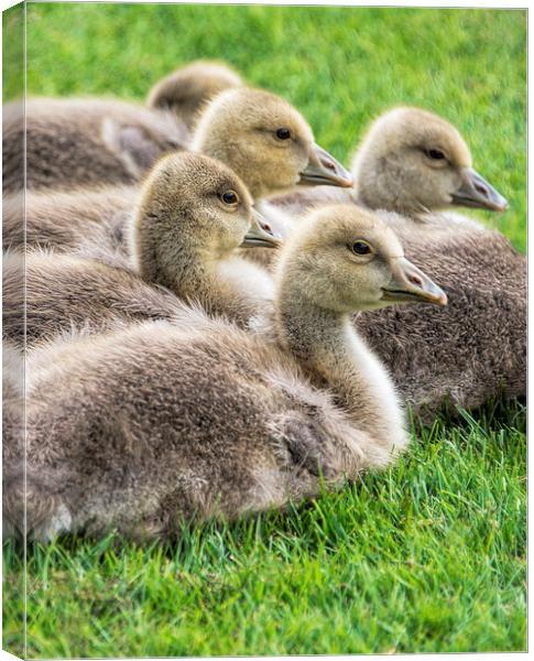 Baby Geese Canvas Print by Susan Sanger