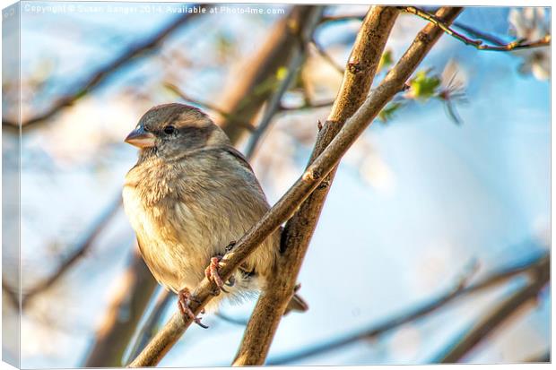 Finch relaxing on cherry tree twig Canvas Print by Susan Sanger