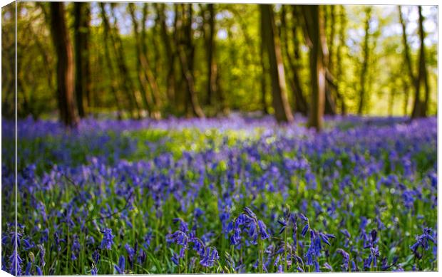 Bluebells Canvas Print by Susan Sanger