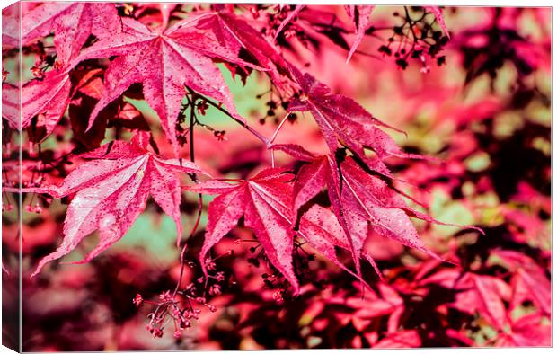 Leaves Canvas Print by Susan Sanger