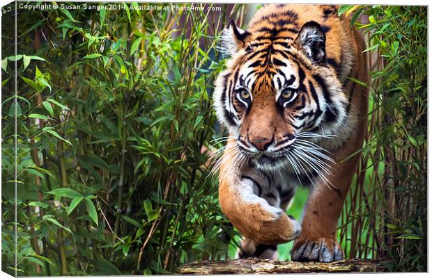  Tiger walking through bamboo Canvas Print by Susan Sanger