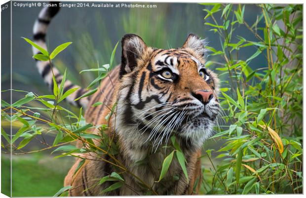  Tiger walking through bamboo Canvas Print by Susan Sanger