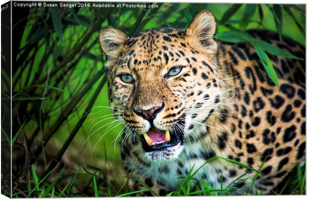  Leopard in bamboo Canvas Print by Susan Sanger