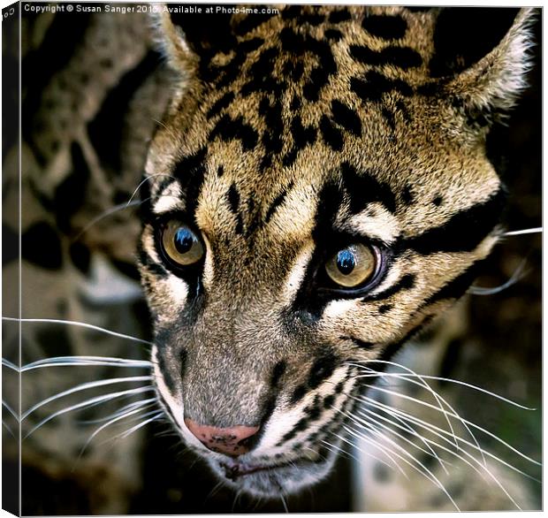 Close up of clouded leopard Canvas Print by Susan Sanger
