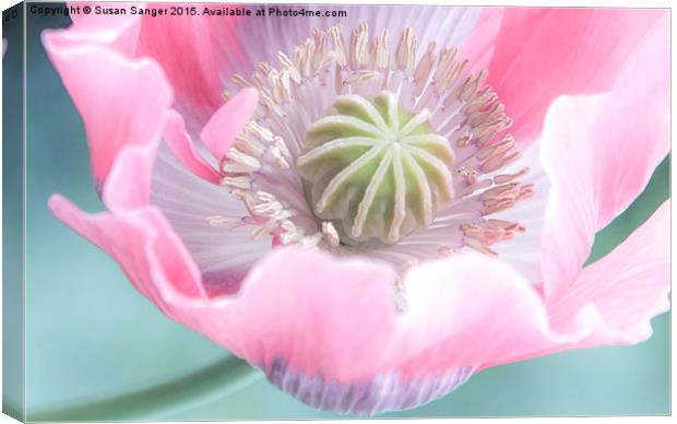  close up of poppy pastel colours Canvas Print by Susan Sanger