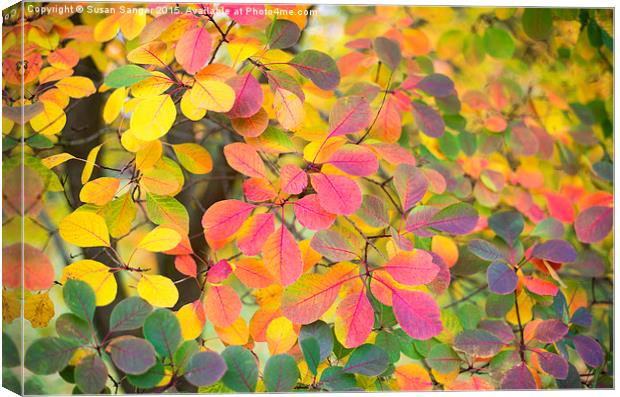  Colours of autumn Canvas Print by Susan Sanger