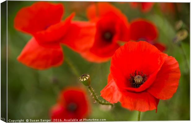 Close up of poppies Canvas Print by Susan Sanger