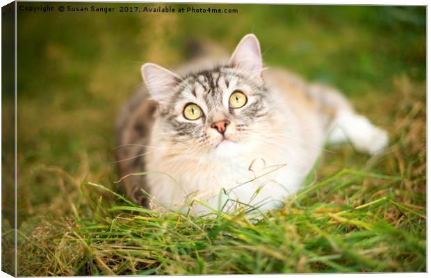 RagaMuffin Cat relaxing on grass Canvas Print by Susan Sanger
