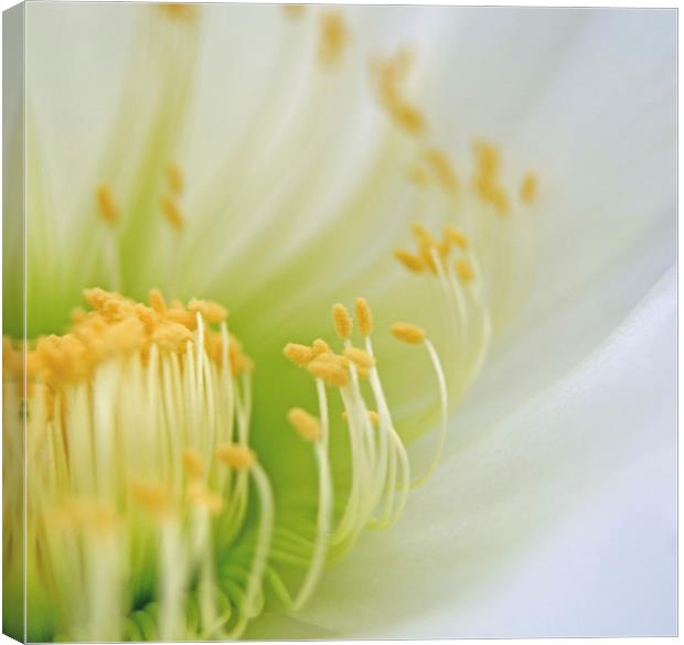 Big White Cactus Flower Canvas Print by Jean Booth