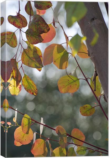 Leaves and Bokeh Canvas Print by Jean Booth