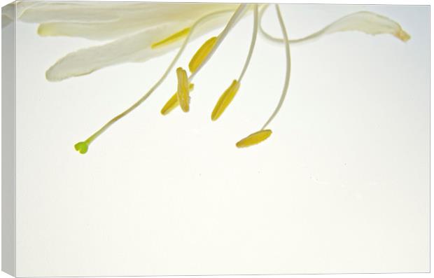 Simple White 2 Canvas Print by Jean Booth