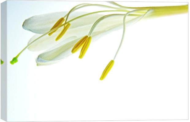 Simple White 5 Canvas Print by Jean Booth