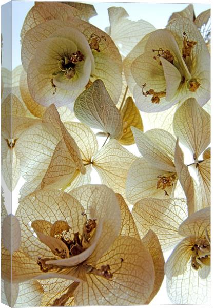  Dried and True Canvas Print by Jean Booth