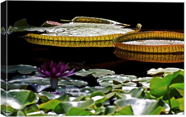  2 Giant Lily Pads Canvas Print by Jean Booth
