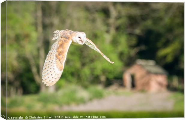 Barn Owl - Across The Fields Canvas Print by Christine Smart