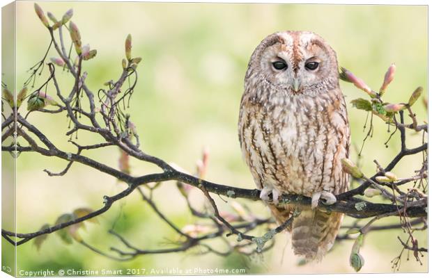 Tawny Owl on Flowering Branch Canvas Print by Christine Smart